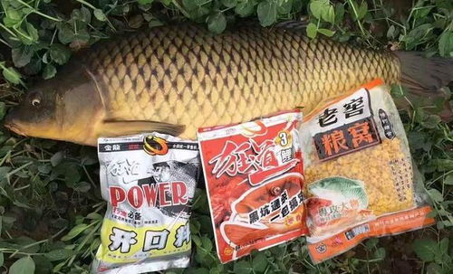 红山泥，钓鱼饵料的天然瑰宝，教你自制红山圩饵，鱼儿见了都流口水！