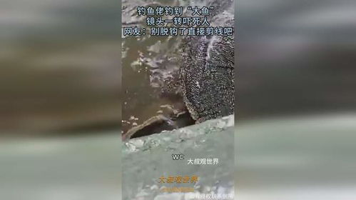 钓鱼饵料装钩秘籍，告别脱钩烦恼，提高上钩率