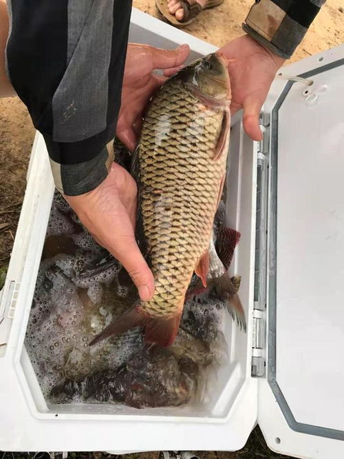 颗粒状饵料钓鱼钓鲤鱼的全面指南