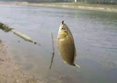钓鱼饵料一碰水就散了？原因全解析，教你轻松应对！