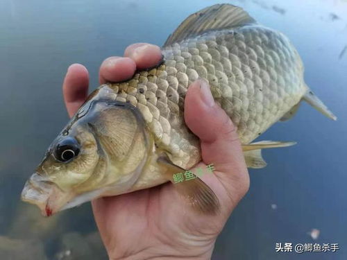 钓鱼饵料氨基酸怎么用？这4个技巧让你鱼获翻倍！
