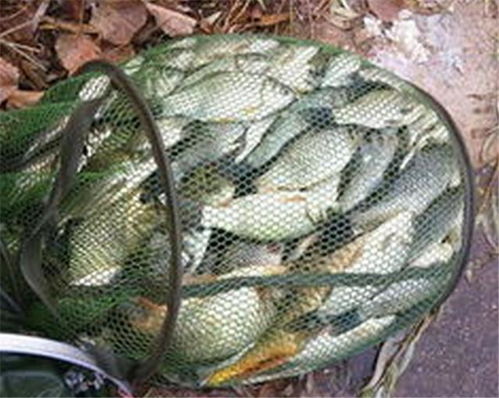 秋季钓鱼饵料的自制秘籍，鱼食怎么做才能让鱼儿疯狂咬钩？