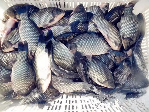 捕虾网放钓鱼饵料的秘籍，轻松捕虾不求人