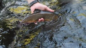 Mastering the Art of Trout Fishing:Effective Techniques to Lure Fish in Stream Waters