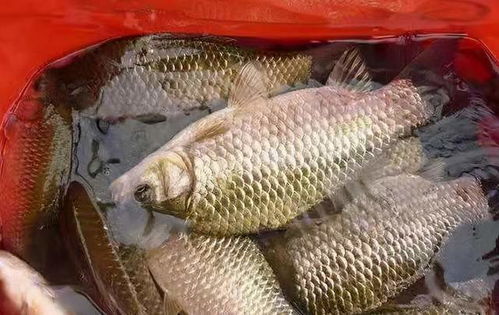 牧渔童钓鱼饵料怎么样？专业钓手实测效果揭秘