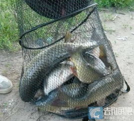 糯玉米，钓大鱼的秘密武器