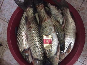 钓青鱼饵料怎么用？这些技巧让你收获满满