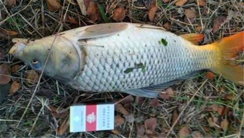 Mastering the Art of鲤鱼钓鱼，Expert Tips on Choosing and Hooking Your Bait