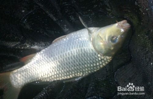 夜钓钓鱼饵料怎么配方好？这5个秘方让你轻松钓大鱼！