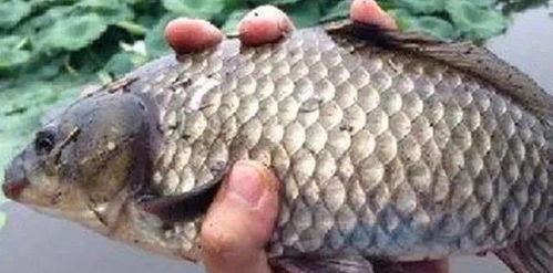 揭秘七星鱼饵料的神奇魔力，钓鱼高手必学的使用技巧