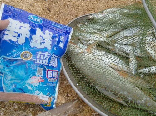 冬香夏腥，四季变幻中的钓鱼饵料秘方大公开