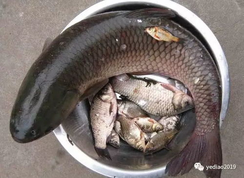 钓鱼场出售鲤鱼饵料怎么样？专业选择助你征服鱼塘