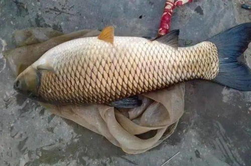 钓鱼饵料4大金刚怎么用，掌握这4种饵料，鱼获翻倍不是梦！