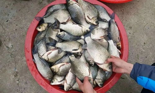 垂钓高手的秘密武器，自制诱鱼饵料的黄金配方
