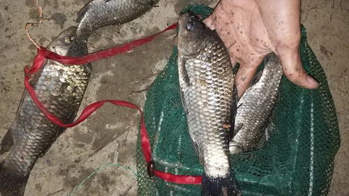 钓鱼饵料沉不下底怎么办？这些技巧让你轻松应对！