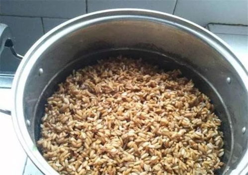 红薯饵料的妙用，打造高效钓鱼饵料的秘诀