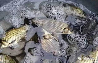 臭饵制作全攻略，让鱼儿疯狂咬钩的秘密武器