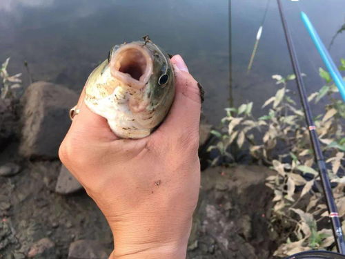 钓鱼主播必藏的舔鱼饵料秘方，手把手教你自制