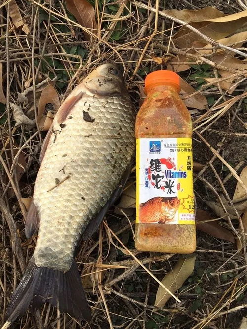 神奇！用废旧丝袜自制钓鱼饵料，省钱又环保