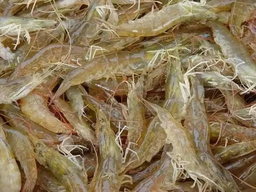 小白虾变身钓鱼饵料，手把手教你制作超诱鱼神器！