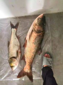 手抓白鲢饵料，白鲢钓鱼的绝佳选择