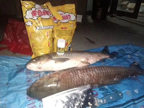 夜钓钓鱼饵料怎么配比的？这份详细指南让你轻松上鱼！