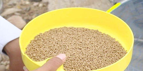 钓鱼饵料开早了怎么办？这些应急处理方法让你不浪费