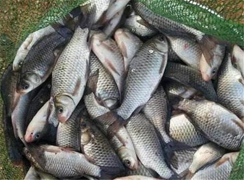 钓鱼饵料面料怎么做的好？掌握这5个秘诀，鱼儿疯狂咬钩！