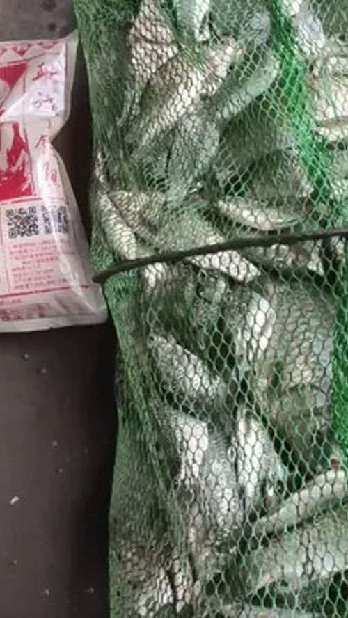 爆哥钓鱼饵料评测，品质与效果全解析