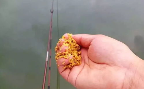 没有空钩怎么办？教你几招灵活调整钓鱼饵料的实用技巧