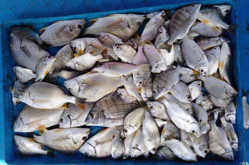 海钓秘籍，自制不能食用饵料的科学配方与实战技巧