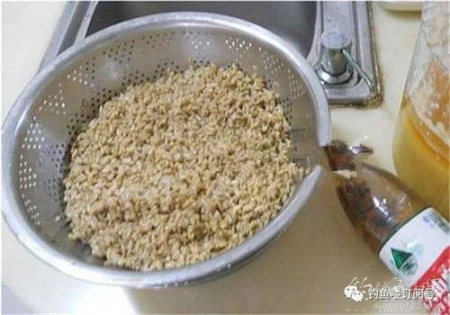 谷麦蜂蜜钓鱼饵料怎么样？效果与缺点全解析