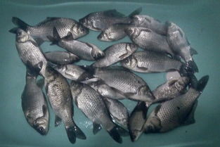 钓鱼饵料怎么开才好用？掌握这5个关键步骤，鱼儿争先恐后咬钩！
