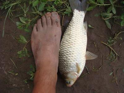 生包谷钓鱼饵料怎么才能起鱼？掌握这5个关键技巧，鱼获翻倍！