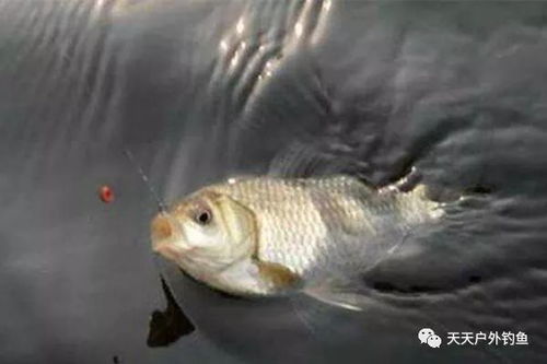 西洱河钓鱼饵料怎么样？这些饵料让鱼儿疯狂咬钩！