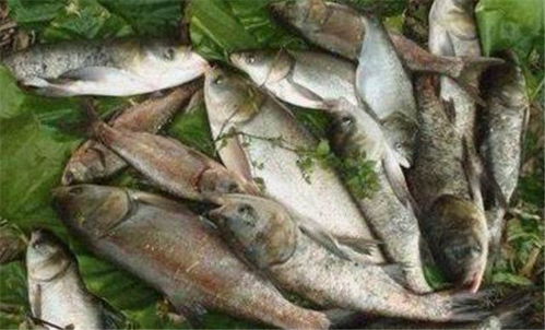 如何用最佳饵料钓巨鲢鳙，专业钓鱼指南