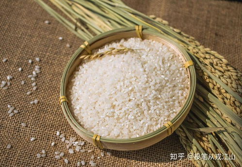 大米与虾的完美结合，打造无敌钓鱼饵料秘籍