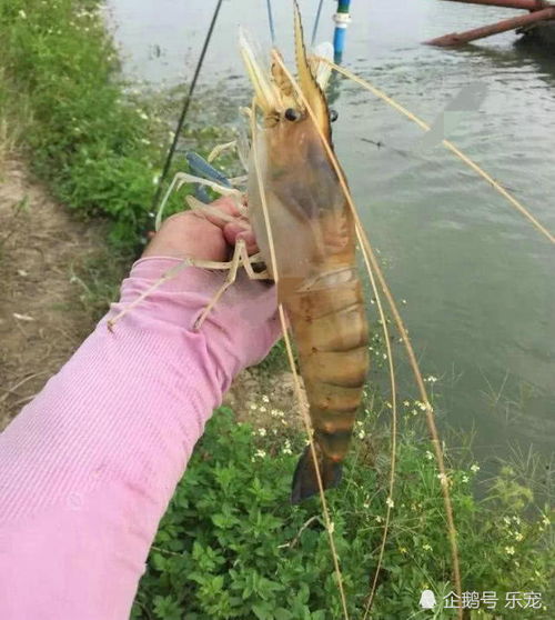 汕头钓鱼饵料活虾怎么样？潮汕钓手的实战经验大揭秘！
