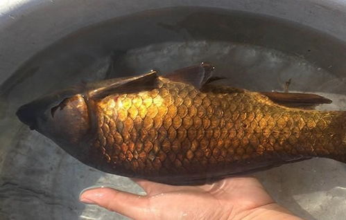 钓鱼饵料怎么样才算弄好？
