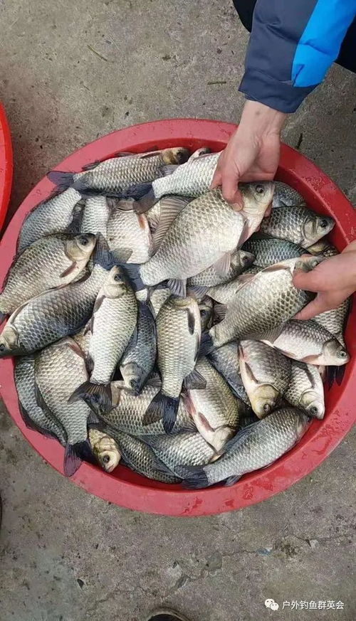 钓鱼时饵料入水太厚怎么办？3大应急处理技巧让你鱼获翻倍