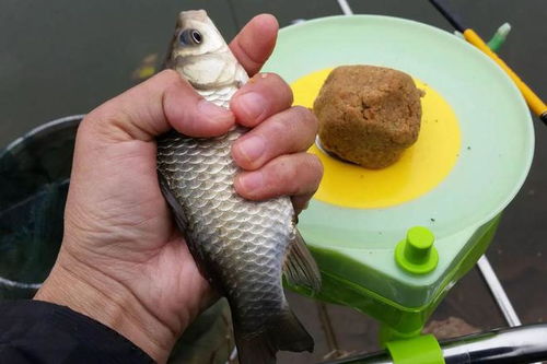 钓鱼饵料硬一点怎么开？掌握这5个技巧，让鱼口大开！