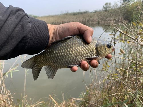 1米浅水怎么选漂钓鱼饵料