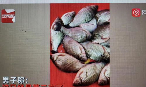 粉条钓鱼饵料制作全攻略，简单易做，鱼儿抢食的秘密武器