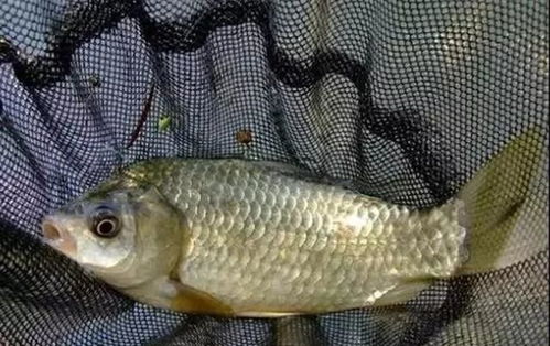 钓鱼饵料润滑剂怎么用视频，5个实用技巧让你的鱼饵更诱鱼