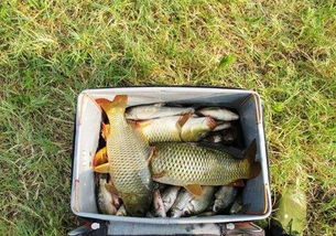 大湖面散炮钓鱼饵料的正确使用方法