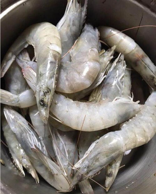 虾拉鲜饵使用秘籍，提升钓鱼成功率的实战指南