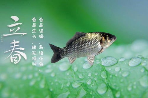 11月钓鱼全攻略，如何选择钓位和饵料