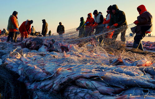Mastering Winter Fishing:Techniques for Success in the Initial Winter Months