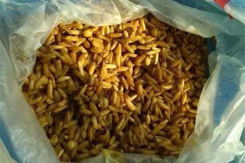 钓鱼饵料制作秘方，如何做出最诱人的鱼饵