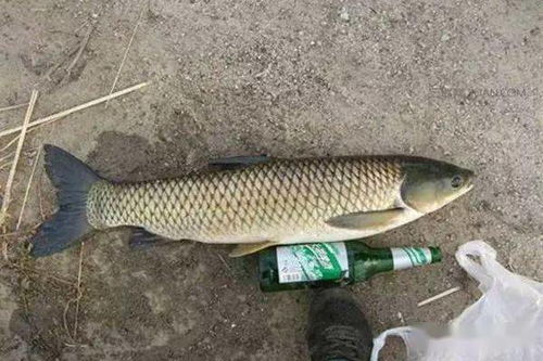中袋钓鱼饵料怎么配？图文详解，轻松上鱼！